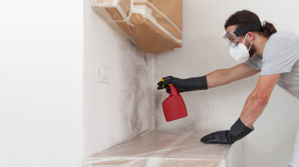 Professional Basement Mold Remediation technician working in Buckley, MI