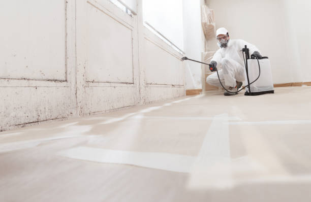 24/7 Emergency Basement Mold Remediation experts in Buckley, MI