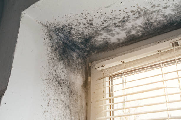 Affordable Basement Mold Remediation solutions in Buckley, MI