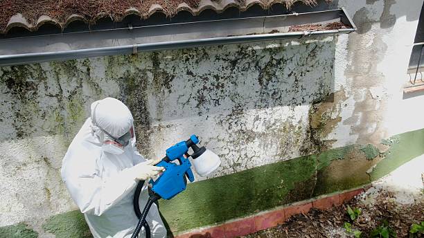 Top rated local Basement Mold Remediation specialists in Buckley, MI